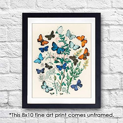DREAM BIG PRINTABLES Vintage Butterfly Wall Art Print - Unframed - 8x10 | Botanical Wall Decor | Reproduction of Authentic Vintage Drawings for Home or Office