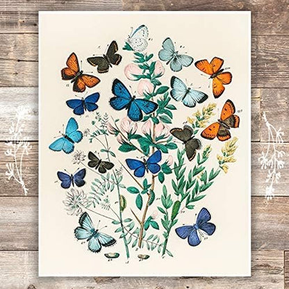 DREAM BIG PRINTABLES Vintage Butterfly Wall Art Print - Unframed - 8x10 | Botanical Wall Decor | Reproduction of Authentic Vintage Drawings for Home or Office