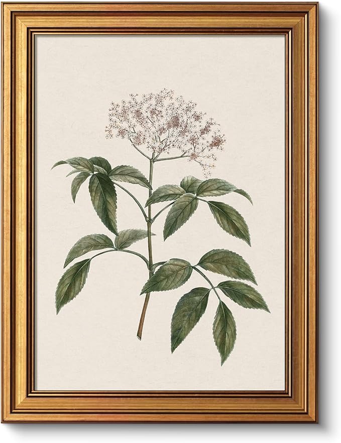 VIYYIEA Vintage Botanical Wall Art Decor for Dining Living Room Hallway, Aesthetic Classic Floral Elderberry Herb Pictures,12x16inch,Gold Framed Canvas Prints Paintings