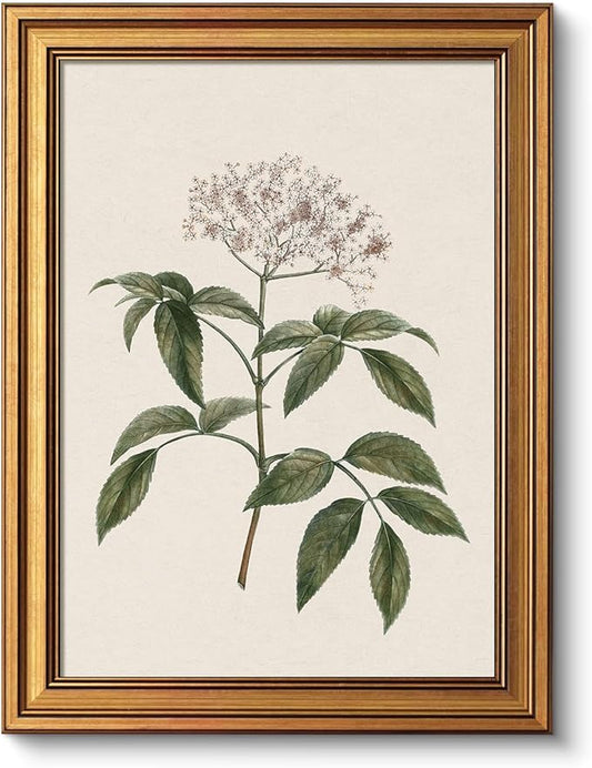 VIYYIEA Vintage Botanical Wall Art Decor for Dining Living Room Hallway, Aesthetic Classic Floral Elderberry Herb Pictures,12x16inch,Gold Framed Canvas Prints Paintings