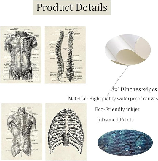 Ohhvvow Human Anatomy Artwork Medical Wall Art Canvas, 8 * 10 Inch Muscle Skeleton Vintage Poster Nordic Canvas Print Education Painting Modern Decor, Unframed