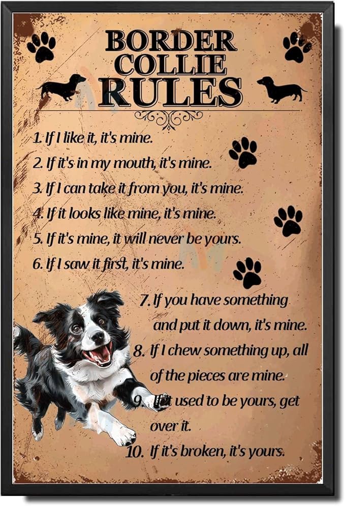 Metal Sign Tin Sign Vintage Wall Art Border Collie Rules Tin Sign Gift for Bar 12×16 Inches with Metal Frame