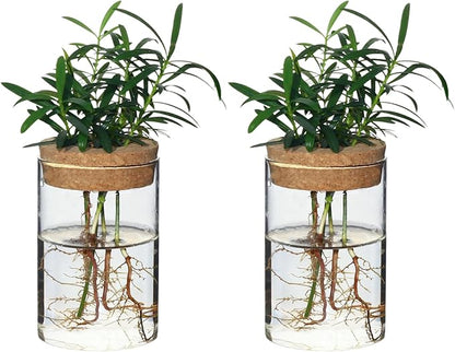 Separated Desktop Glass Flower Vases - Ideal Plants Propagation Stations for Living Room, Bedroom Decoration,Home Decor (2)