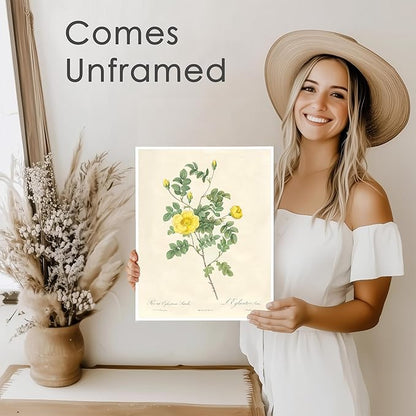 DREAM BIG PRINTABLES Vintage Roses Wall Art Prints (Set of 6) - Unframed - 11x14s | Botanical Decor - Vintage Sketch Prints - French Country - Flower Aesthetic Room Decor