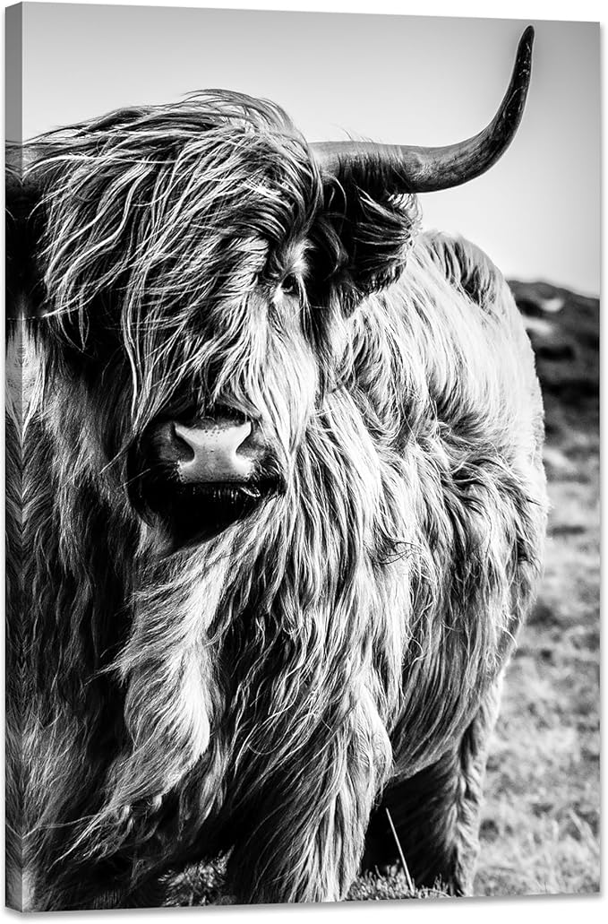 Highland Cow Wall Art Canvas Black and White Cow Picture Prints Framed Artwork for Bathroom Farmhouse Wall Decor (28x44inches)