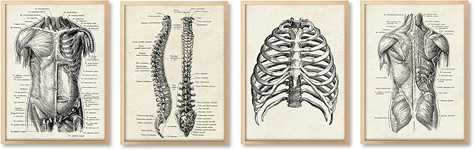 Ohhvvow Human Anatomy Artwork Medical Wall Art Canvas, 12 * 18 Inch Muscle Skeleton Vintage Poster Nordic Canvas Print Education Painting Modern Decor, Unframed
