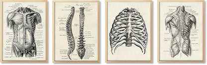 Ohhvvow Human Anatomy Artwork Medical Wall Art Canvas, 12 * 18 Inch Muscle Skeleton Vintage Poster Nordic Canvas Print Education Painting Modern Decor, Unframed