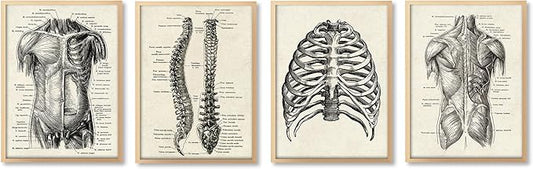 Ohhvvow Human Anatomy Artwork Medical Wall Art Canvas, 12 * 18 Inch Muscle Skeleton Vintage Poster Nordic Canvas Print Education Painting Modern Decor, Unframed