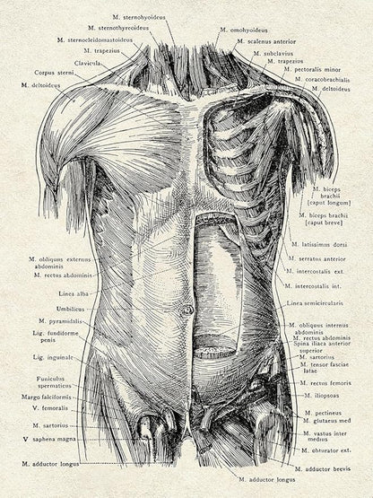 Ohhvvow Human Anatomy Artwork Medical Wall Art Canvas, 12 * 18 Inch Muscle Skeleton Vintage Poster Nordic Canvas Print Education Painting Modern Decor, Unframed