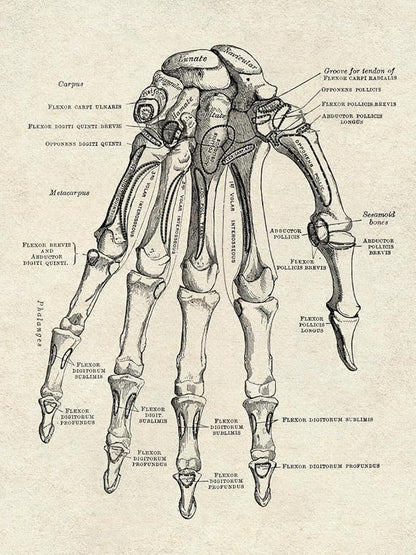 Ohhvvow Human Anatomy Artwork Medical Wall Art Canvas, 12 * 18 Inch Muscle Skeleton Vintage Poster Nordic Canvas Print Education Painting Modern Decor, Unframed