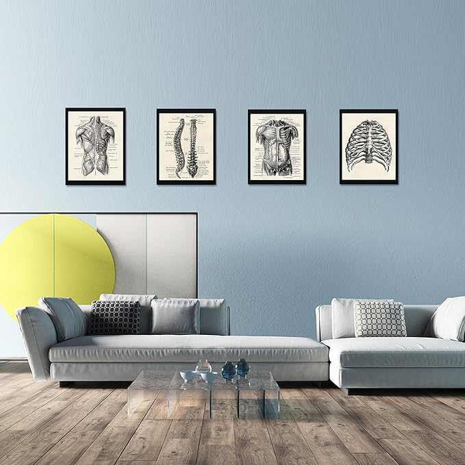Ohhvvow Human Anatomy Artwork Medical Wall Art Canvas, 12 * 18 Inch Muscle Skeleton Vintage Poster Nordic Canvas Print Education Painting Modern Decor, Unframed