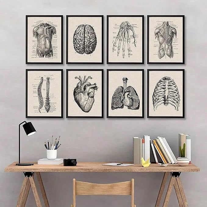 Ohhvvow Human Anatomy Artwork Medical Wall Art Canvas, 8 * 10 Inch Muscle Skeleton Vintage Poster Nordic Canvas Print Education Painting Modern Decor, Unframed
