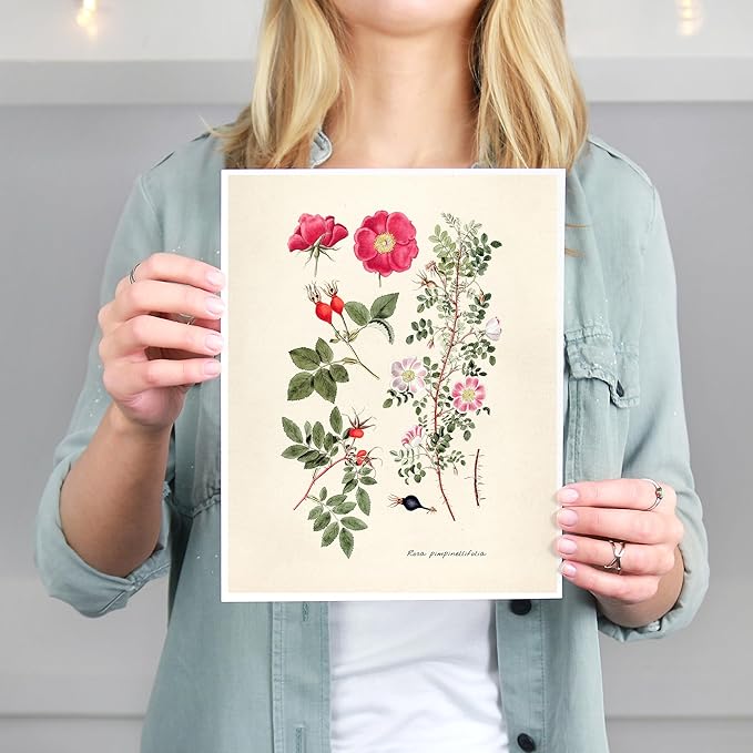 DREAM BIG PRINTABLES Vintage Roses Wall Art Prints (Set of 6) - Unframed - 8x10s | Botanical Decor - Vintage Sketch Prints - French Country - Flower Aesthetic Room Decor
