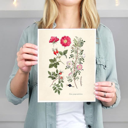 DREAM BIG PRINTABLES Vintage Roses Wall Art Prints (Set of 6) - Unframed - 8x10s | Botanical Decor - Vintage Sketch Prints - French Country - Flower Aesthetic Room Decor