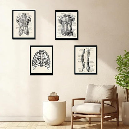 Ohhvvow Human Anatomy Artwork Medical Wall Art Canvas, 8 * 10 Inch Muscle Skeleton Vintage Poster Nordic Canvas Print Education Painting Modern Decor, Unframed