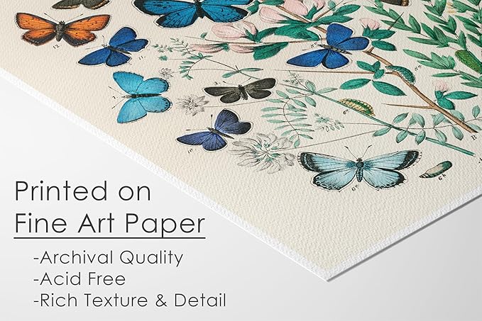 Vintage Butterflies Botanical Wall Art - Unframed - 11x14 | Detailed Illustration of Butterflies and Botanicals | Wall Decor for Nature Enthusiasts, Botanical Art Lovers, and Vintage Decor Collectors
