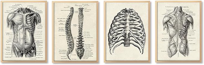 Ohhvvow Human Anatomy Artwork Medical Wall Art Canvas, 8 * 10 Inch Muscle Skeleton Vintage Poster Nordic Canvas Print Education Painting Modern Decor, Unframed