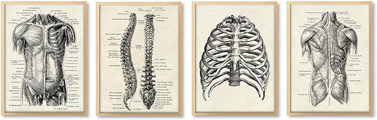 Ohhvvow Human Anatomy Artwork Medical Wall Art Canvas, 8 * 10 Inch Muscle Skeleton Vintage Poster Nordic Canvas Print Education Painting Modern Decor, Unframed