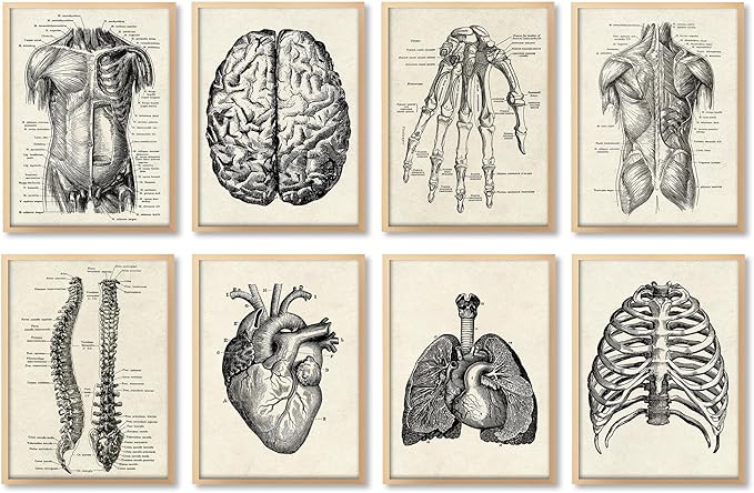 Ohhvvow Human Anatomy Artwork Medical Wall Art Canvas, 8 * 10 Inch Muscle Skeleton Vintage Poster Nordic Canvas Print Education Painting Modern Decor, Unframed