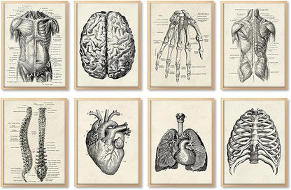 Ohhvvow Human Anatomy Artwork Medical Wall Art Canvas, 8 * 10 Inch Muscle Skeleton Vintage Poster Nordic Canvas Print Education Painting Modern Decor, Unframed