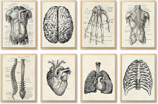 Ohhvvow Human Anatomy Artwork Medical Wall Art Canvas, 8 * 10 Inch Muscle Skeleton Vintage Poster Nordic Canvas Print Education Painting Modern Decor, Unframed