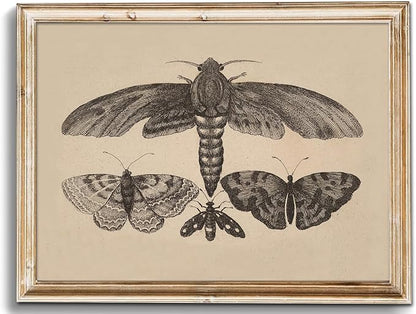 uniro Vintage Wall Art Prints, Moody Moth and Butterfly Wall Painting Canvas Prints, Antique Dark Cottage Room Decor Butterfly Sketch Oil Painting, Rustic Neutral Insect Aesthetic Wall Decor Vintage Art Pictures for Bedroom Gallery Bathroom Decor( 8" x...