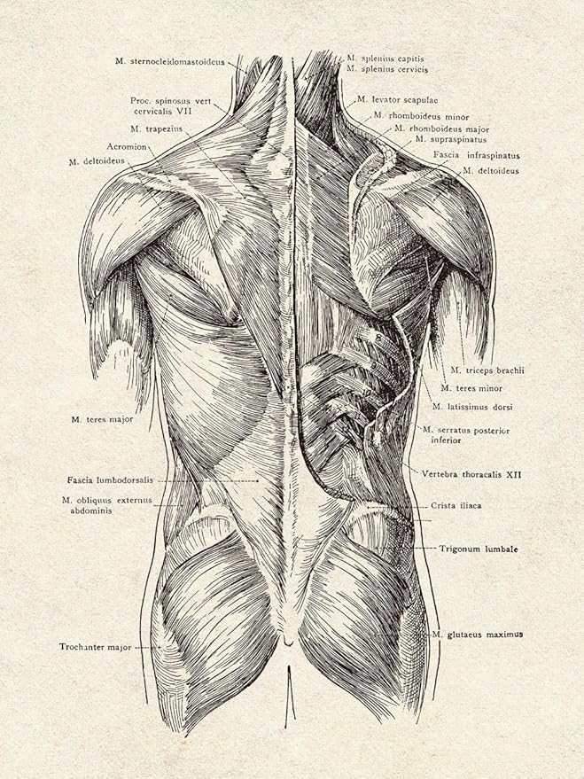 Ohhvvow Human Anatomy Artwork Medical Wall Art Canvas, 8 * 10 Inch Muscle Skeleton Vintage Poster Nordic Canvas Print Education Painting Modern Decor, Unframed