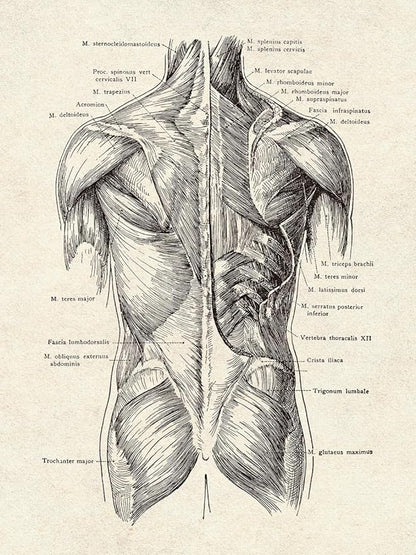 Ohhvvow Human Anatomy Artwork Medical Wall Art Canvas, 8 * 10 Inch Muscle Skeleton Vintage Poster Nordic Canvas Print Education Painting Modern Decor, Unframed