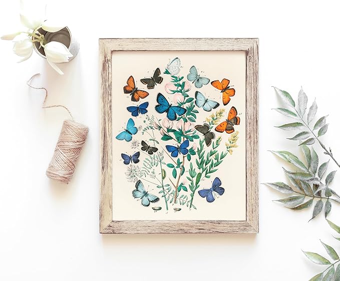 Vintage Butterflies Botanical Wall Art - Unframed - 11x14 | Detailed Illustration of Butterflies and Botanicals | Wall Decor for Nature Enthusiasts, Botanical Art Lovers, and Vintage Decor Collectors