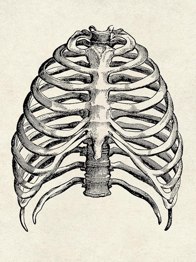Ohhvvow Human Anatomy Artwork Medical Wall Art Canvas, 12 * 18 Inch Muscle Skeleton Vintage Poster Nordic Canvas Print Education Painting Modern Decor, Unframed