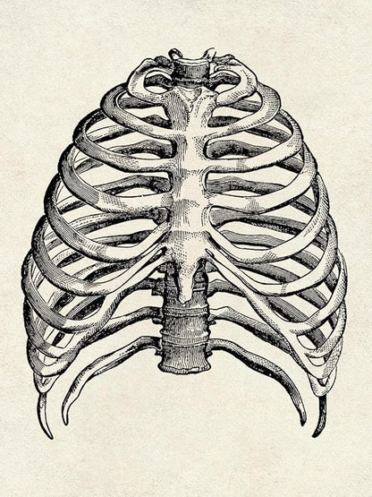 Ohhvvow Human Anatomy Artwork Medical Wall Art Canvas, 12 * 18 Inch Muscle Skeleton Vintage Poster Nordic Canvas Print Education Painting Modern Decor, Unframed