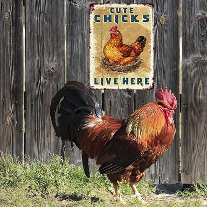 Funny Chicken Coop Signs Vintage Cute Chicks Live Here Metal Decor for Hen House & Farm 12x16Inch