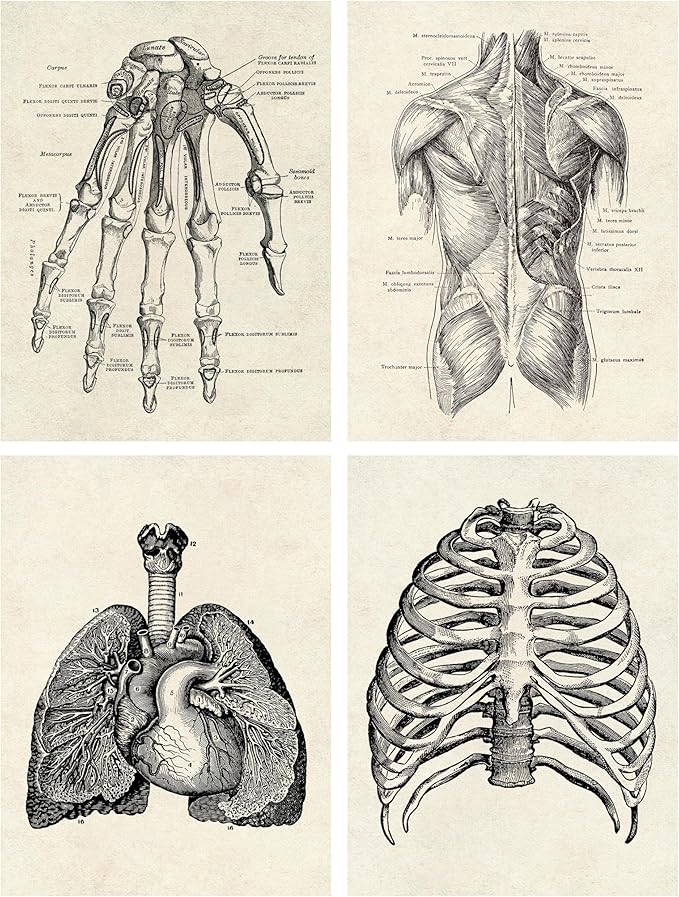 Ohhvvow Human Anatomy Artwork Medical Wall Art Canvas, 8 * 10 Inch Muscle Skeleton Vintage Poster Nordic Canvas Print Education Painting Modern Decor, Unframed