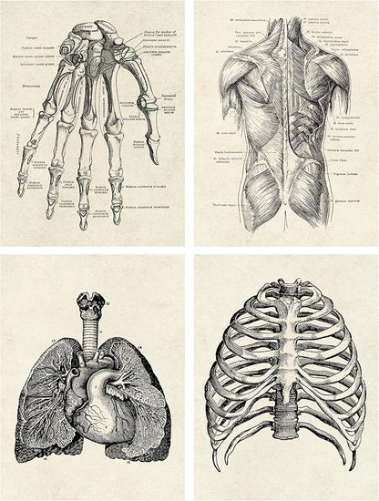 Ohhvvow Human Anatomy Artwork Medical Wall Art Canvas, 8 * 10 Inch Muscle Skeleton Vintage Poster Nordic Canvas Print Education Painting Modern Decor, Unframed