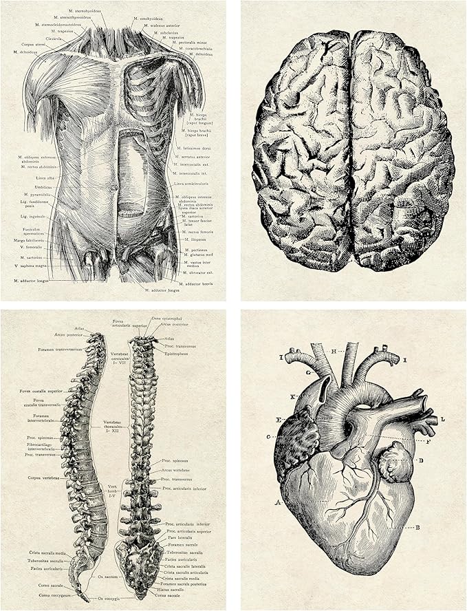 Ohhvvow Human Anatomy Artwork Medical Wall Art Canvas, 8 * 10 Inch Muscle Skeleton Vintage Poster Nordic Canvas Print Education Painting Modern Decor, Unframed