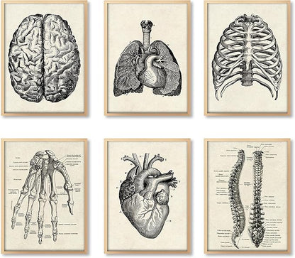 Ohhvvow Human Anatomy Artwork Medical Wall Art Canvas, 12 * 18 Inch Muscle Skeleton Vintage Poster Nordic Canvas Print Education Painting Modern Decor, Unframed