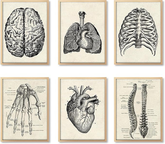 Ohhvvow Human Anatomy Artwork Medical Wall Art Canvas, 8 * 10 Inch Muscle Skeleton Vintage Poster Nordic Canvas Print Education Painting Modern Decor, Unframed